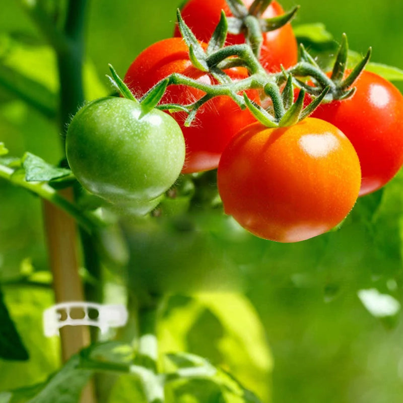 PlantClips - Uudelleenkäytettävät Kasvien Tukipidikkeet Ja Fixing klipsit