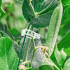 PlantClips - Uudelleenkäytettävät Kasvien Tukipidikkeet Ja Fixing klipsit