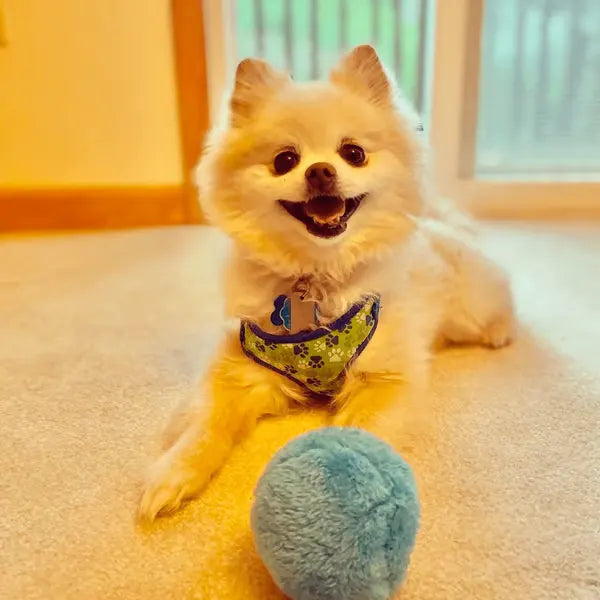 DogFri™ ActiveBall - Anti-Ahdistus Automaattinen Rullaava Pallo
