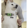 DogCatFri™ Anti-FleaPendant 1+1 ILMAINEN: Anti-Punkki Ja Kirppu -Riipusuojaus