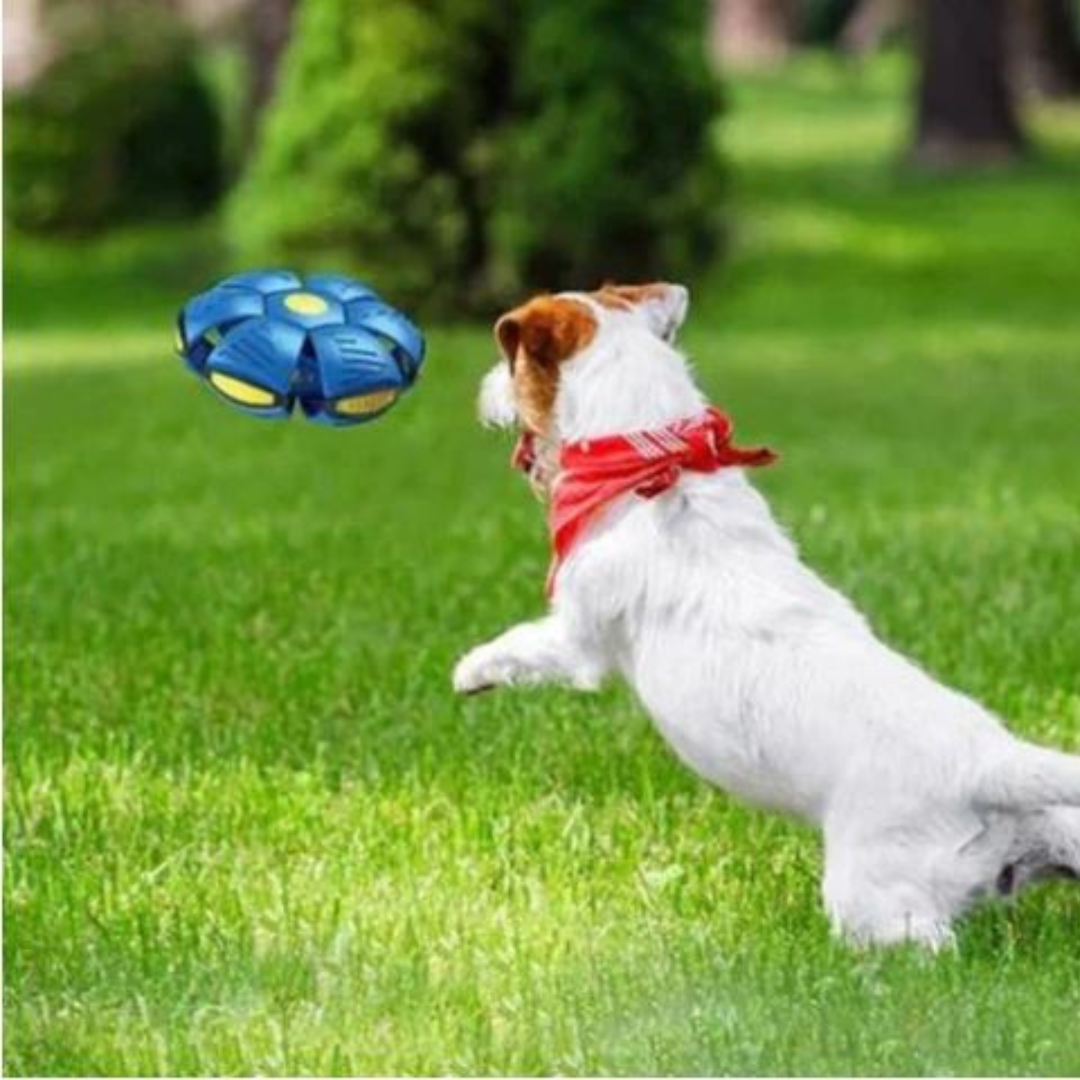 DogFri™ DiscBall 1+1 ILMAINEN - Doggy Levy Pallo Lemmikki Lelu